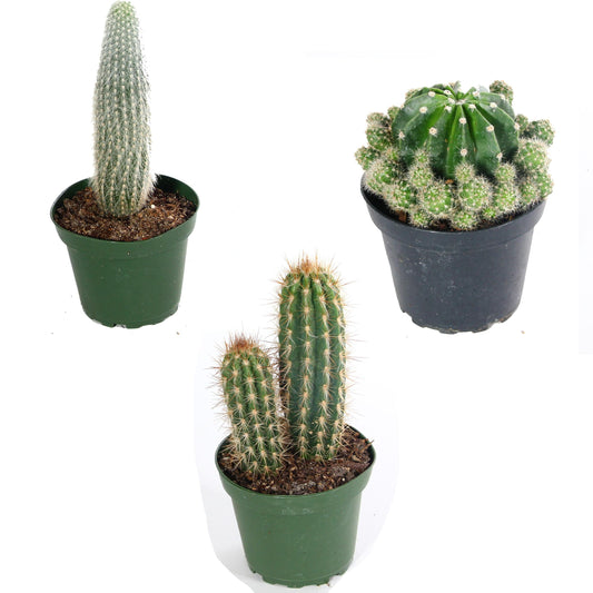 Cacti Assorted - View 12 from www redcrocus com