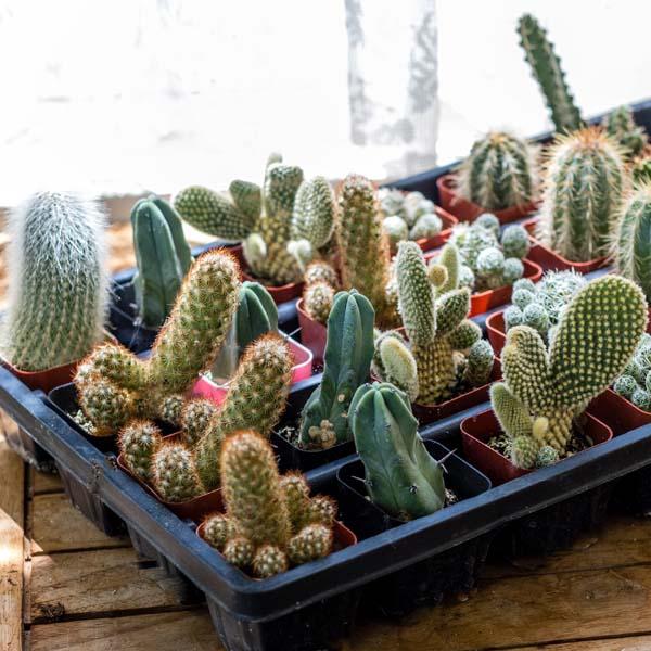 Cacti Assorted - View 10 from www redcrocus com