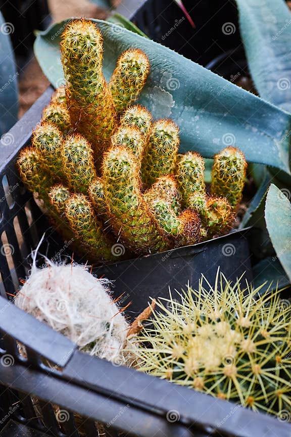 Cacti Assorted - View 14 from www redcrocus com