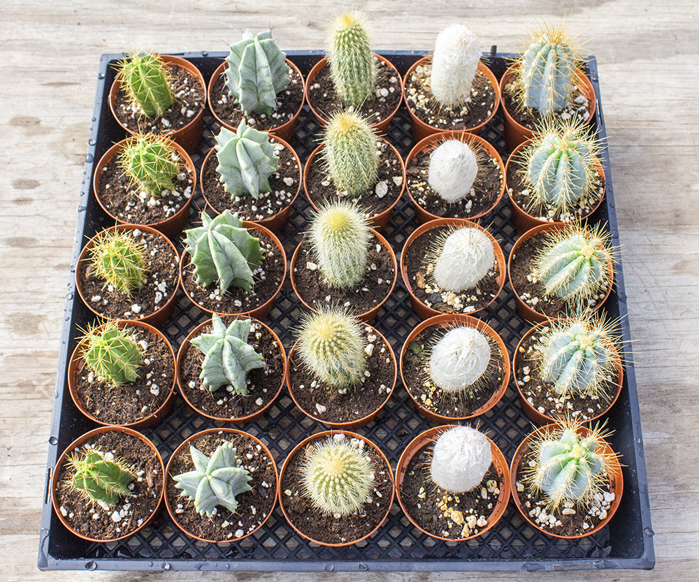 Cacti Assorted - View 14 from www redcrocus com