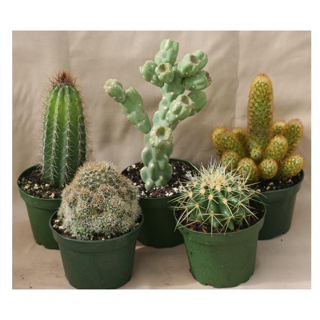 Cacti Assorted - View 15 from www redcrocus com