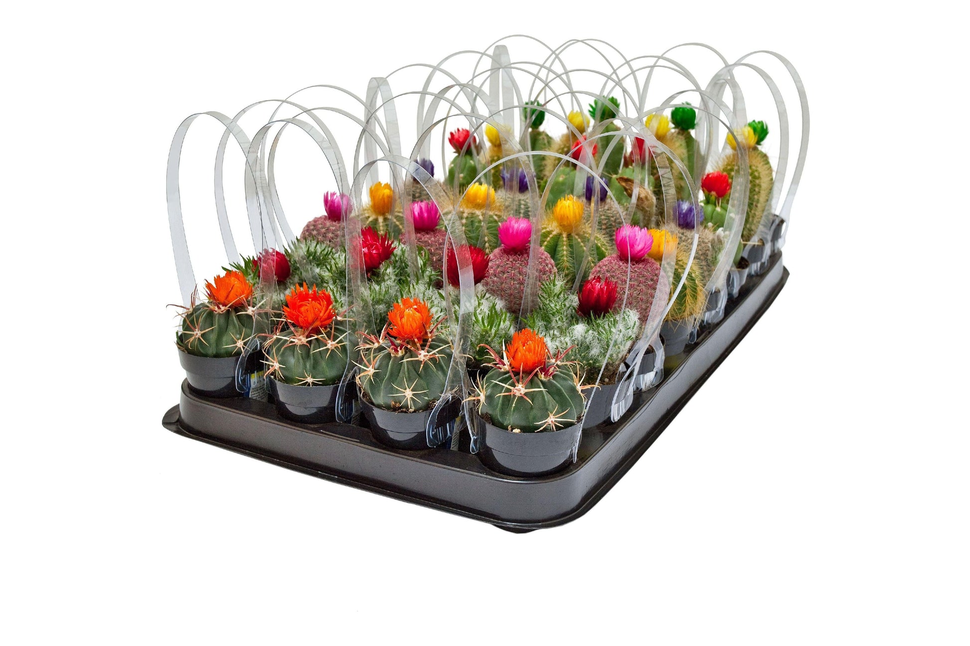 Cacti Assorted - View 16 from www redcrocus com