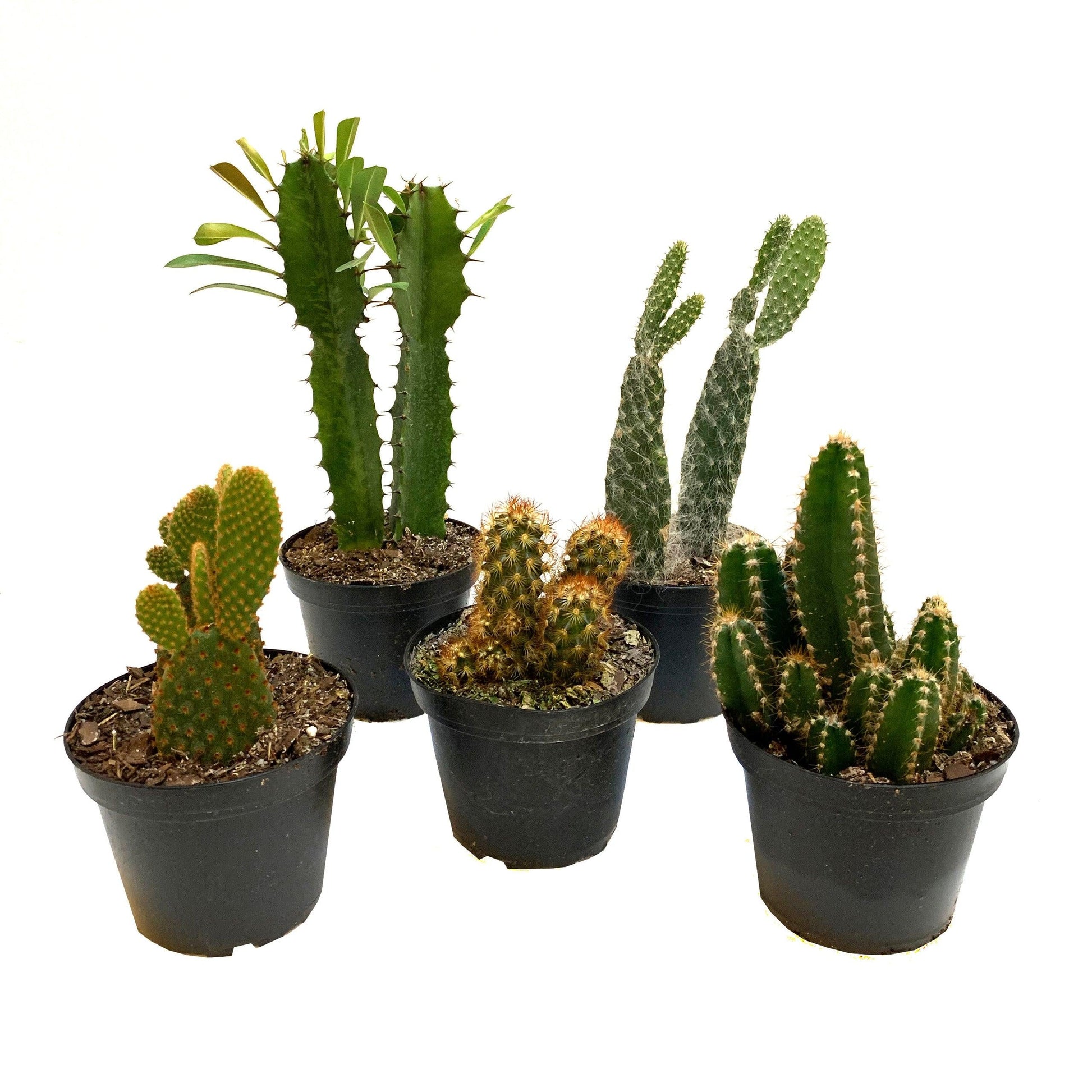 Cacti Assorted - View 17 from www redcrocus com