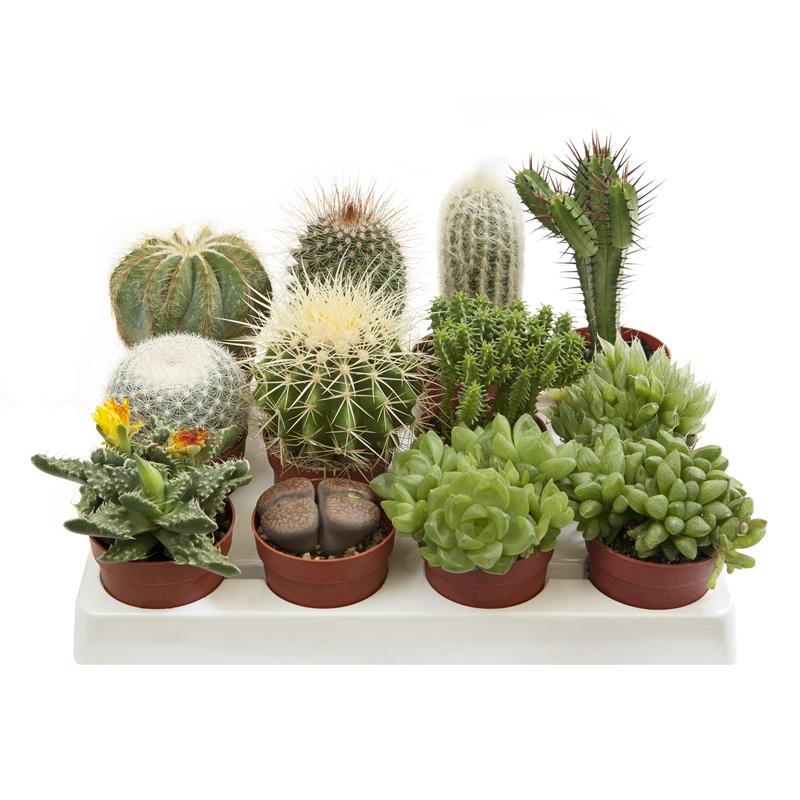 Cacti Assorted - View 18 from www redcrocus com