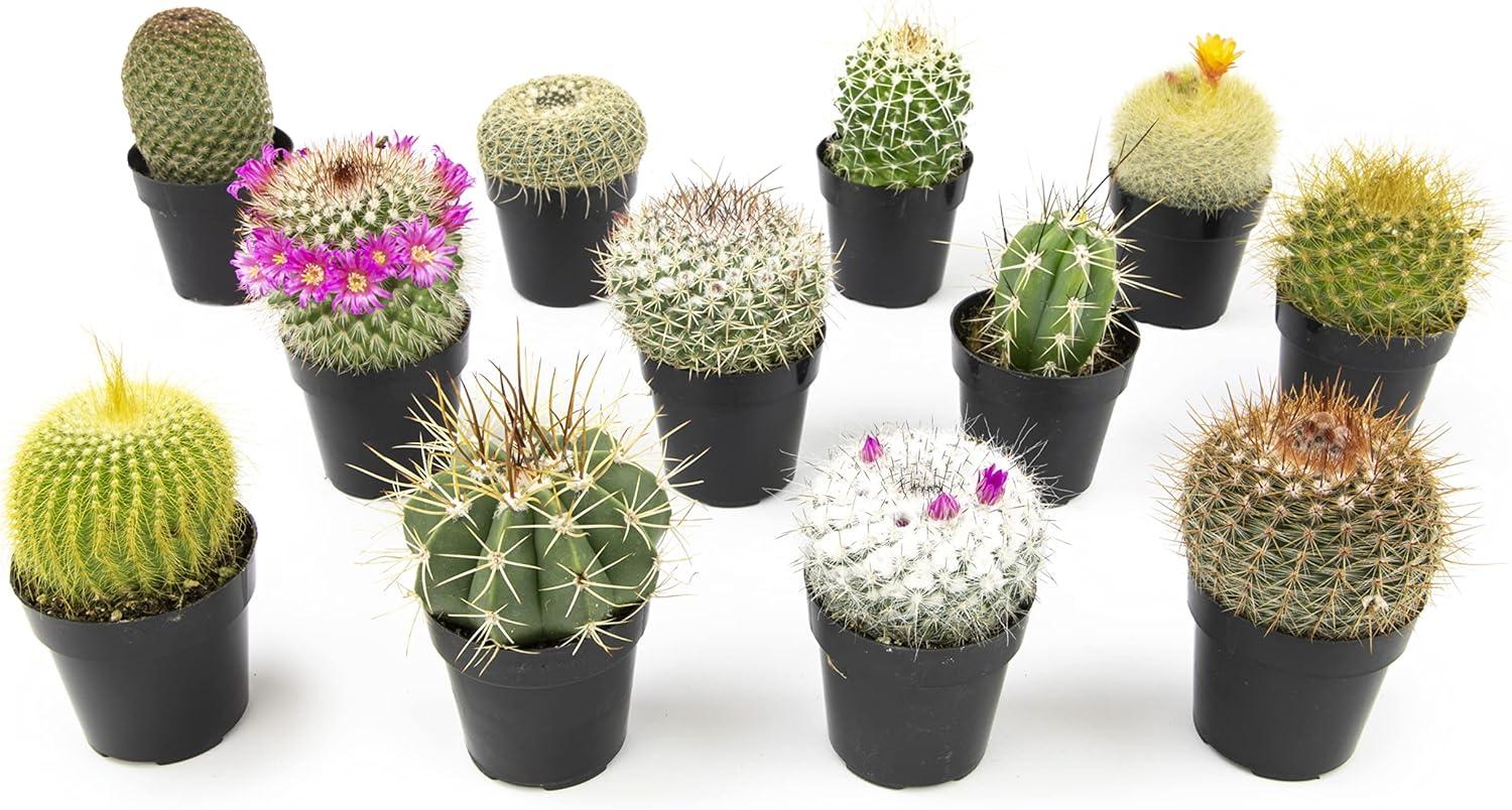 Cacti Assorted - View 1 from www redcrocus com