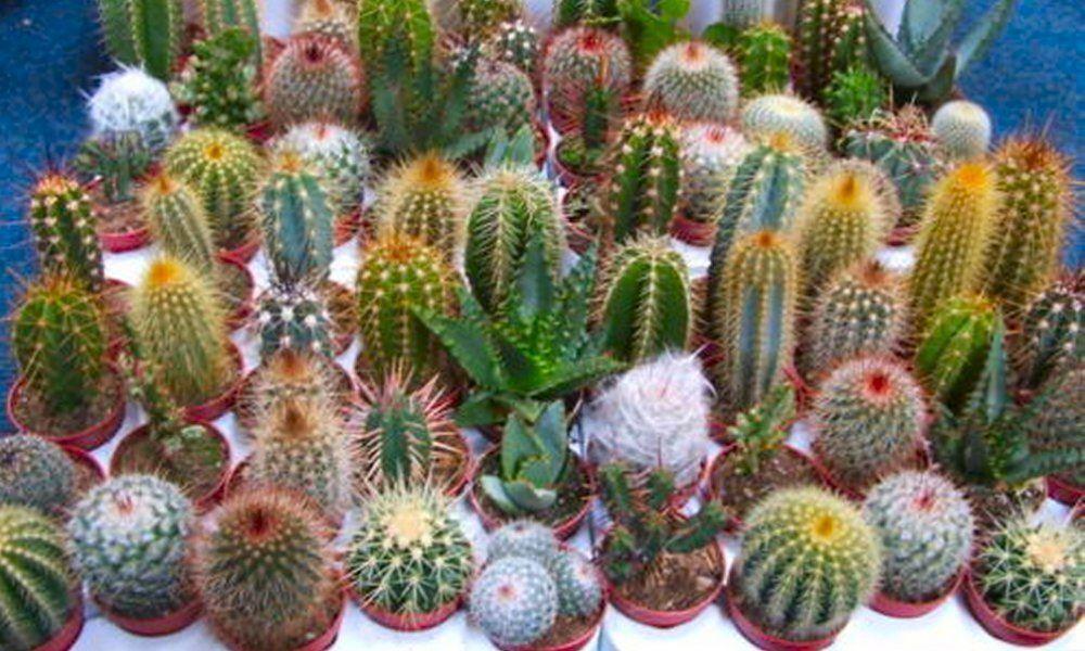 Cacti Assorted - View 2 from www redcrocus com