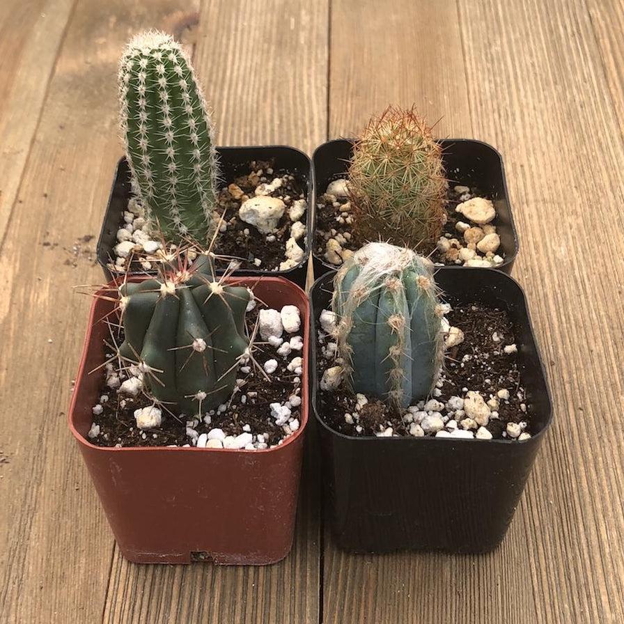 Cacti Assorted - View 5 from www redcrocus com