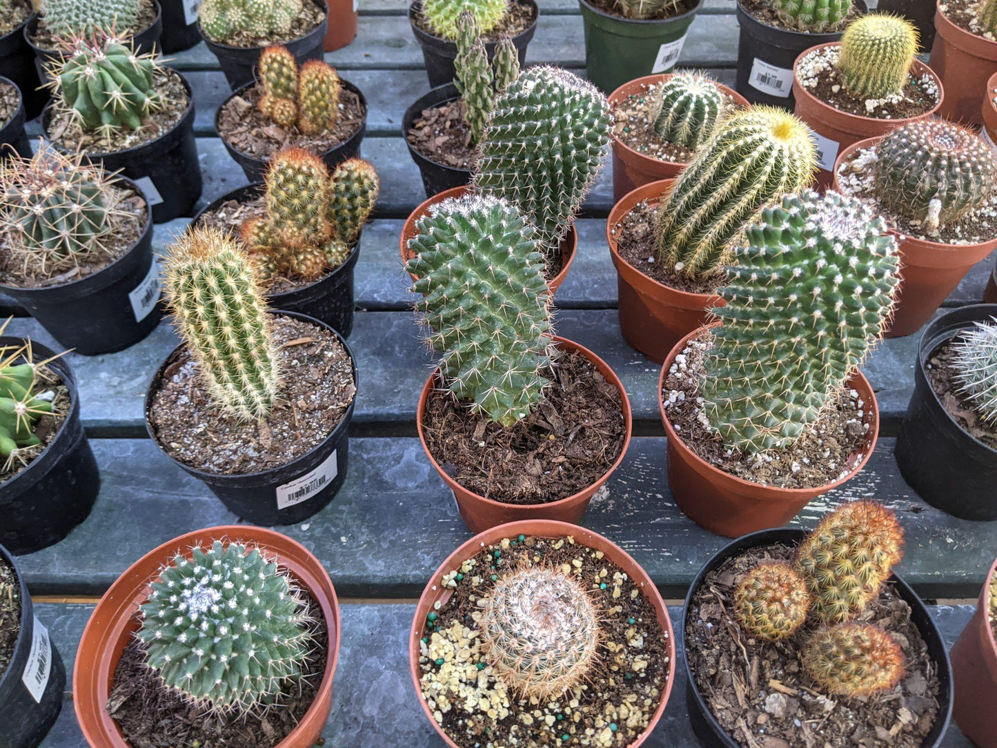 Cacti Assorted - View 9 from www redcrocus com