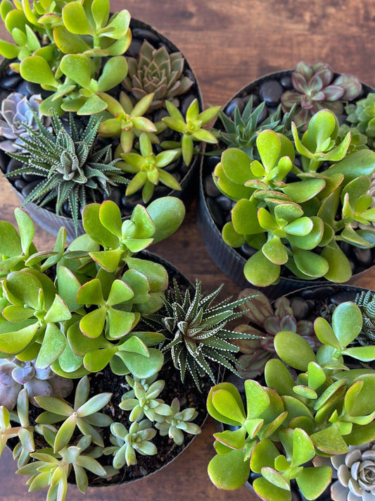Succulent, Assorted - View 10 from www redcrocus com