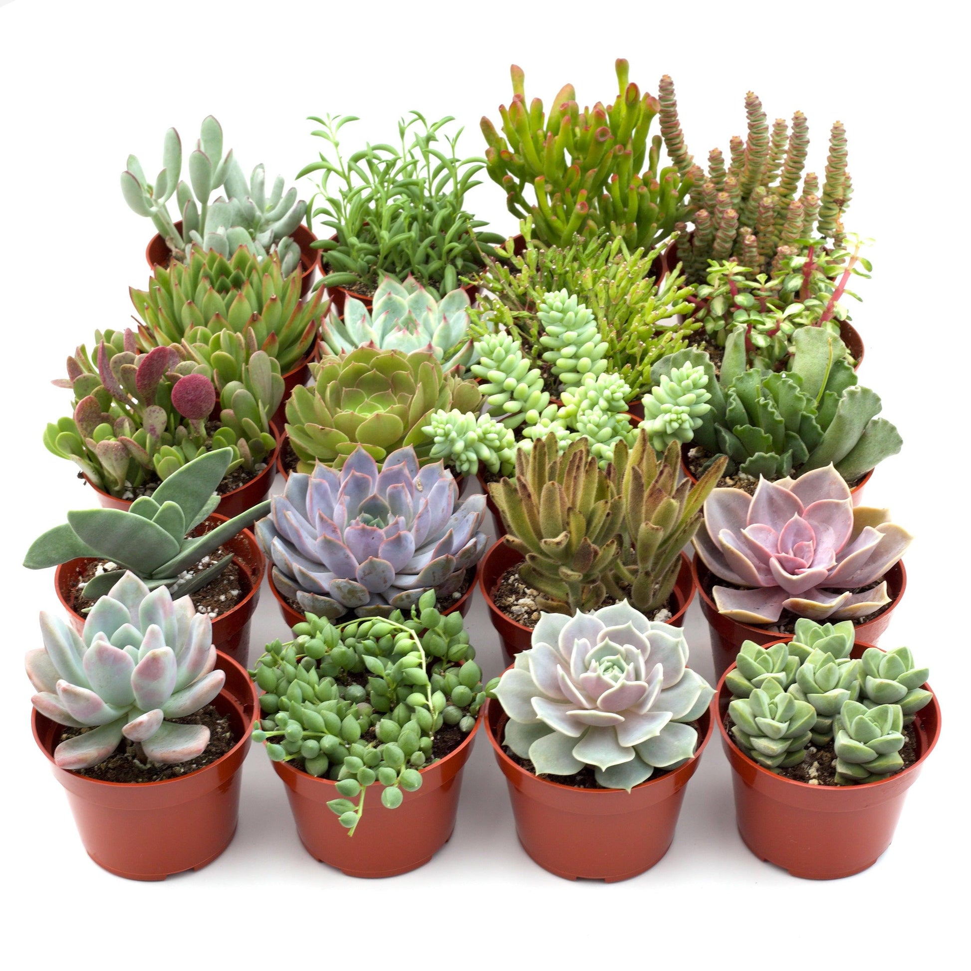 Succulent, Assorted - View 4 from www redcrocus com