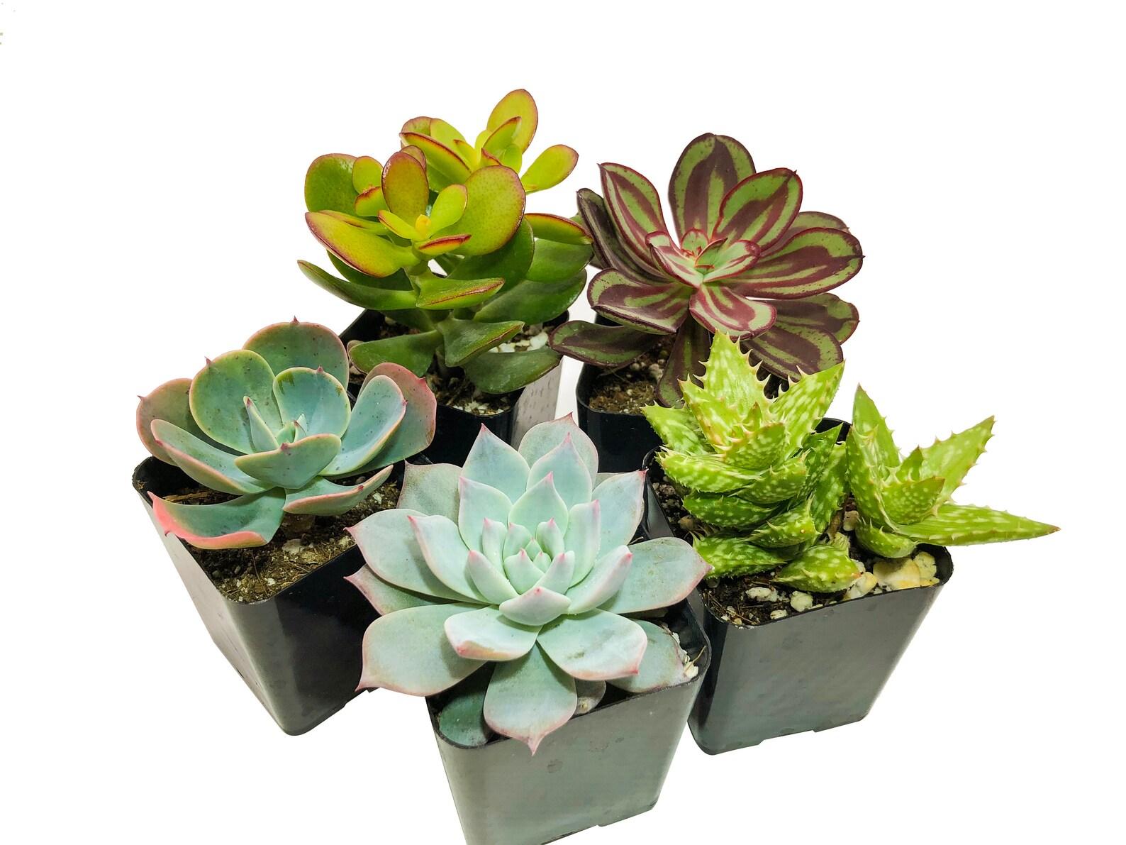Succulent Assorted - View 13 from www redcrocus com