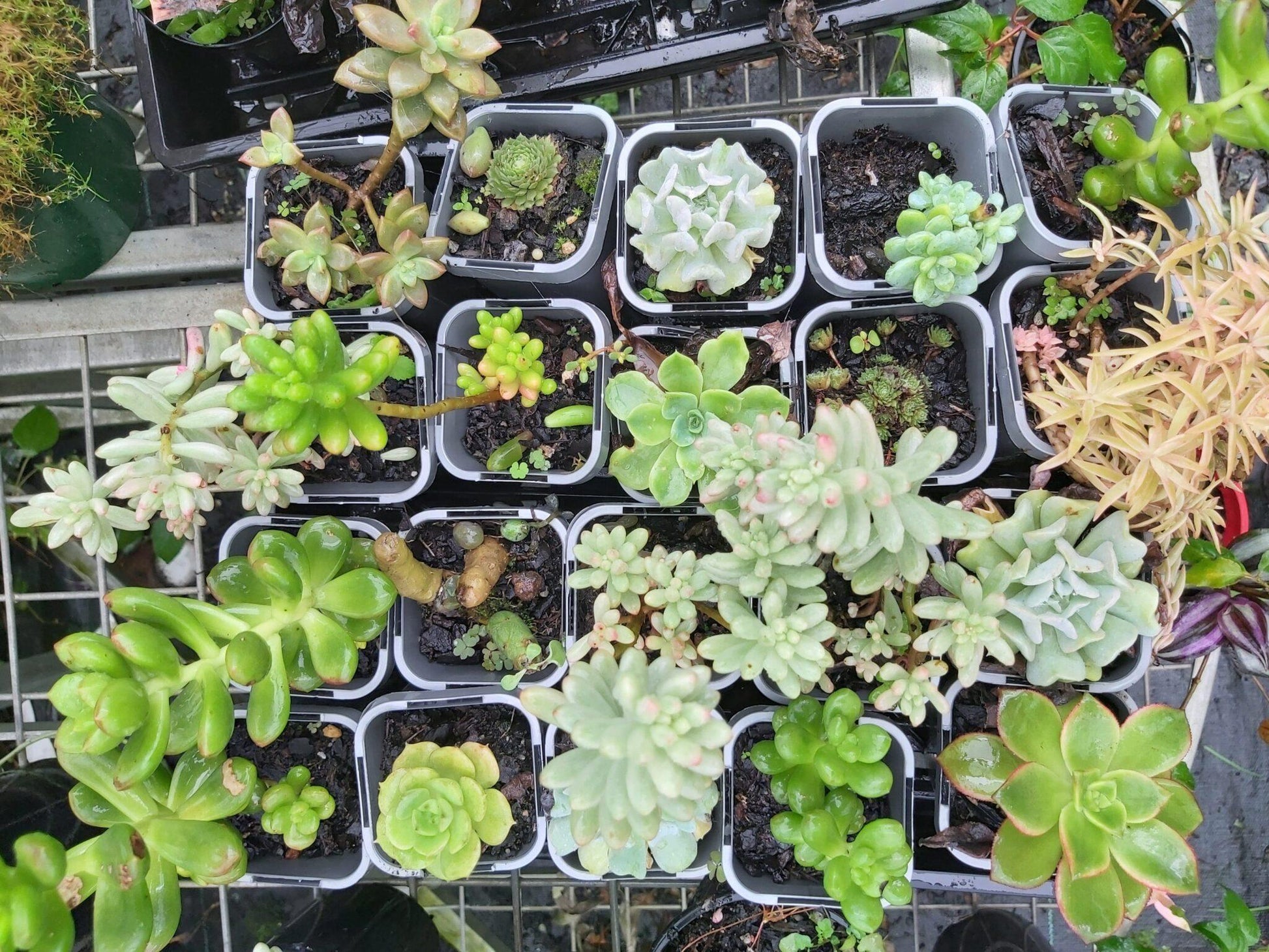 Succulent Assorted - View 20 from www redcrocus com