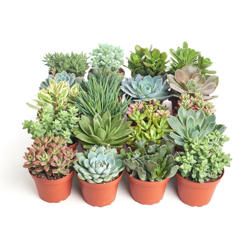 Succulent Assorted - View 2 from www redcrocus com
