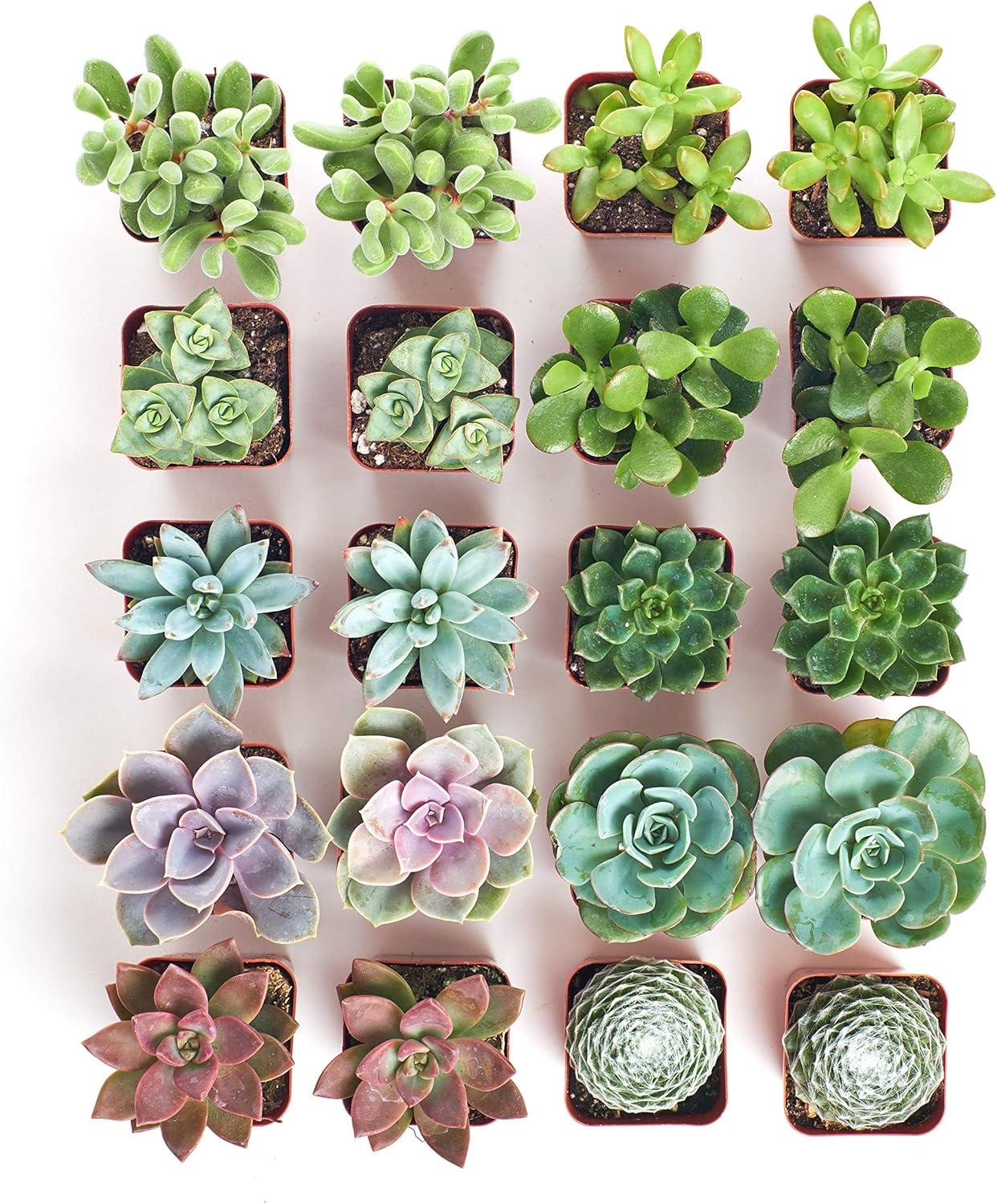 Succulent Assorted - View 5 from www redcrocus com
