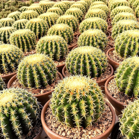 Echinocactus Assorted - View 1 from www redcrocus com