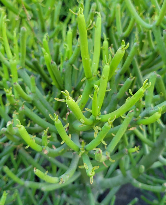 Euphorbia Tirucalli - View 1 from www redcrocus com