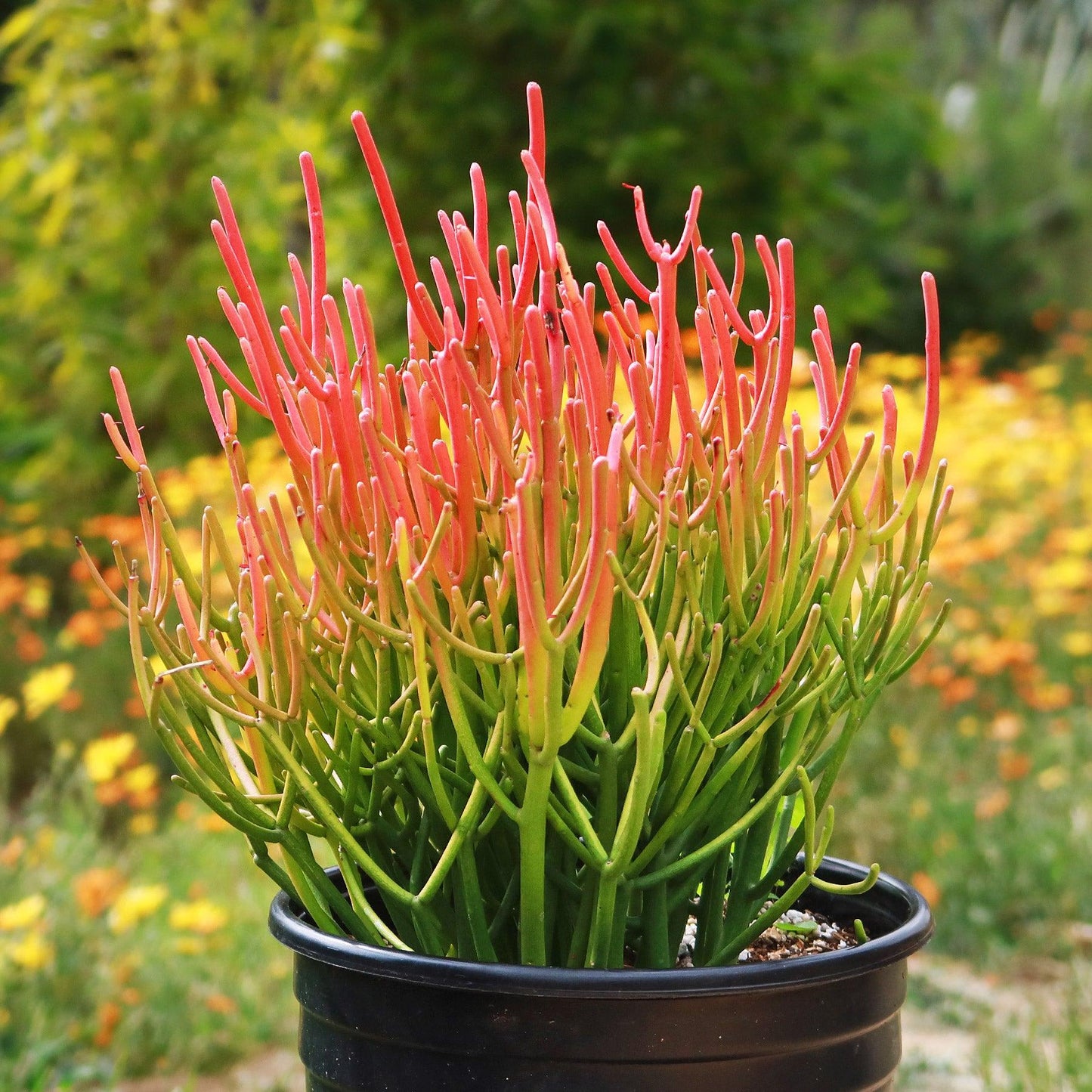Euphorbia Tirucalli - View 3 from www redcrocus com