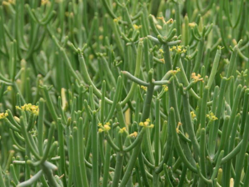 Euphorbia Tirucalli - View 5 from www redcrocus com