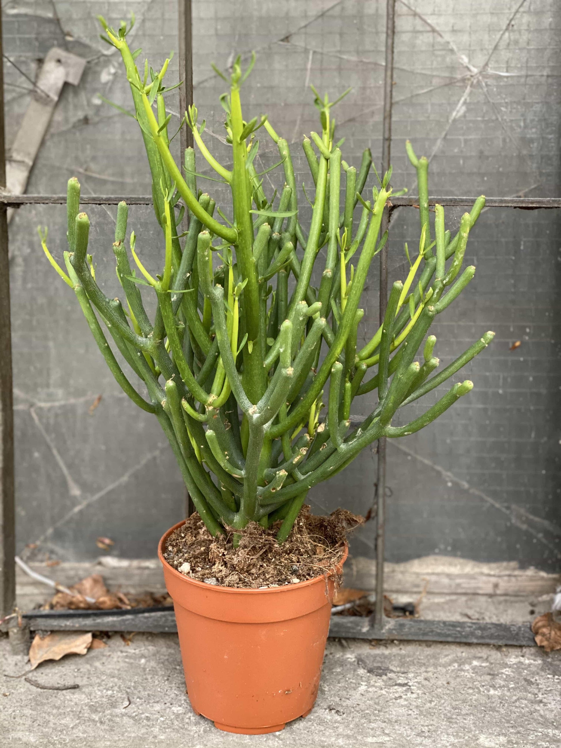 Euphorbia Tirucalli - View 9 from www redcrocus com