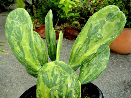 Cacti, Opuntia Cochenillifera 'variegata' - View 1 from www redcrocus com