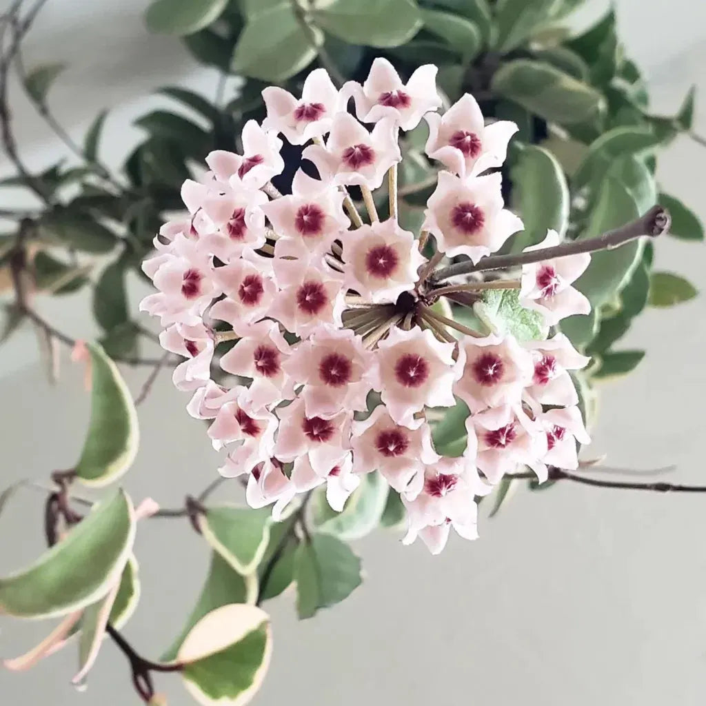 Hoya Krimson Queen - View 10 from www redcrocus com