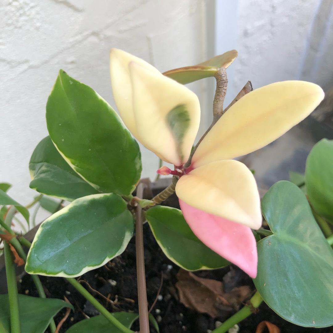 Hoya Krimson Queen - View 11 from www redcrocus com