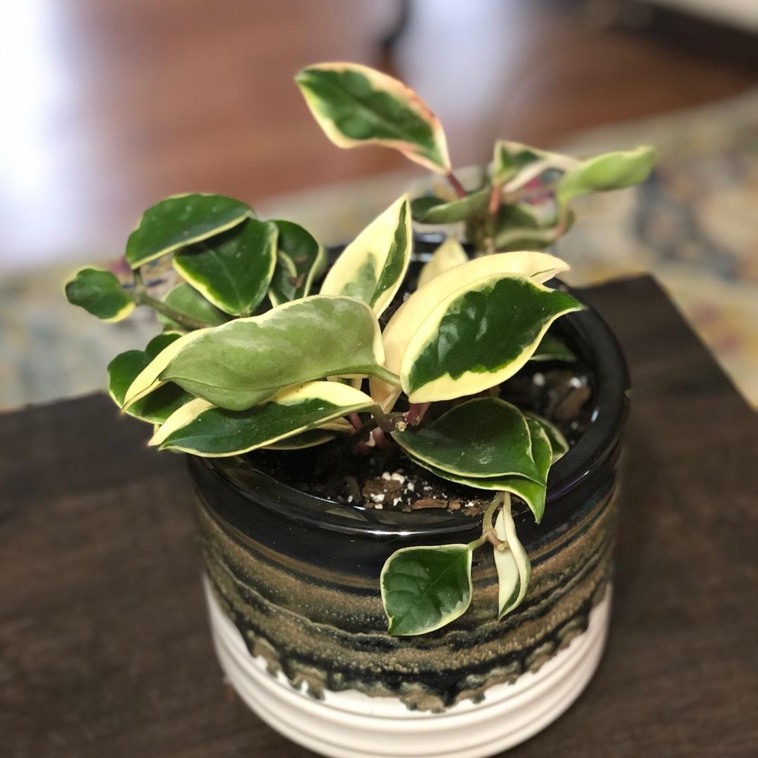 Hoya Krimson Queen - View 12 from www redcrocus com