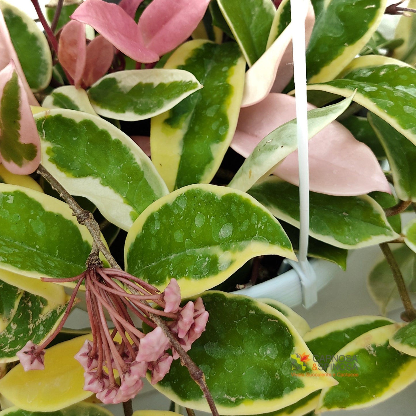 Hoya Krimson Queen - View 13 from www redcrocus com