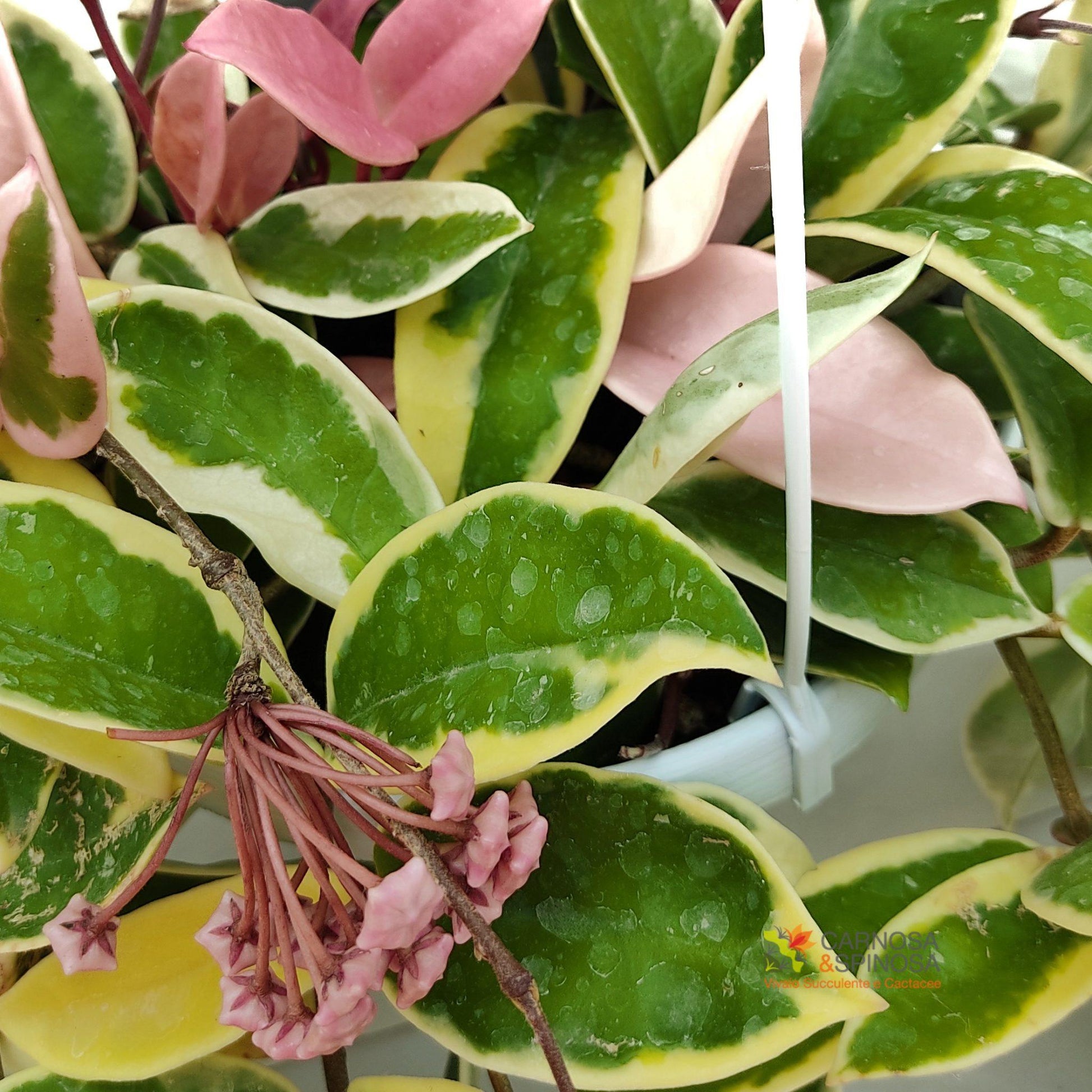 Hoya Krimson Queen - View 13 from www redcrocus com