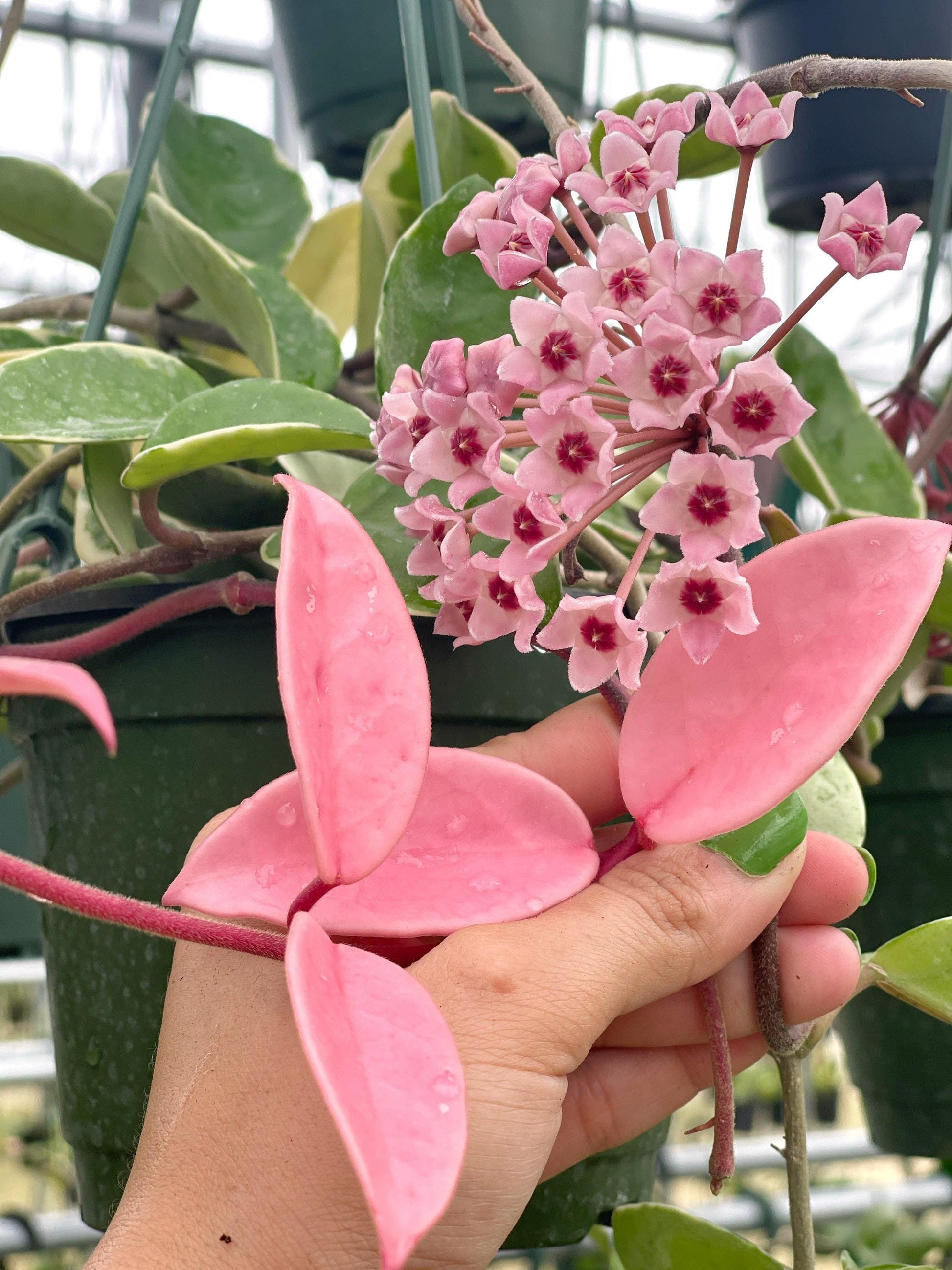 Hoya Krimson Queen - View 14 from www redcrocus com