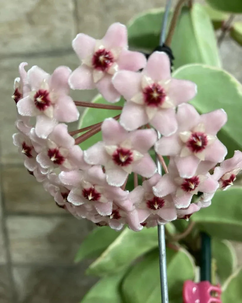 Hoya Krimson Queen - View 14 from www redcrocus com