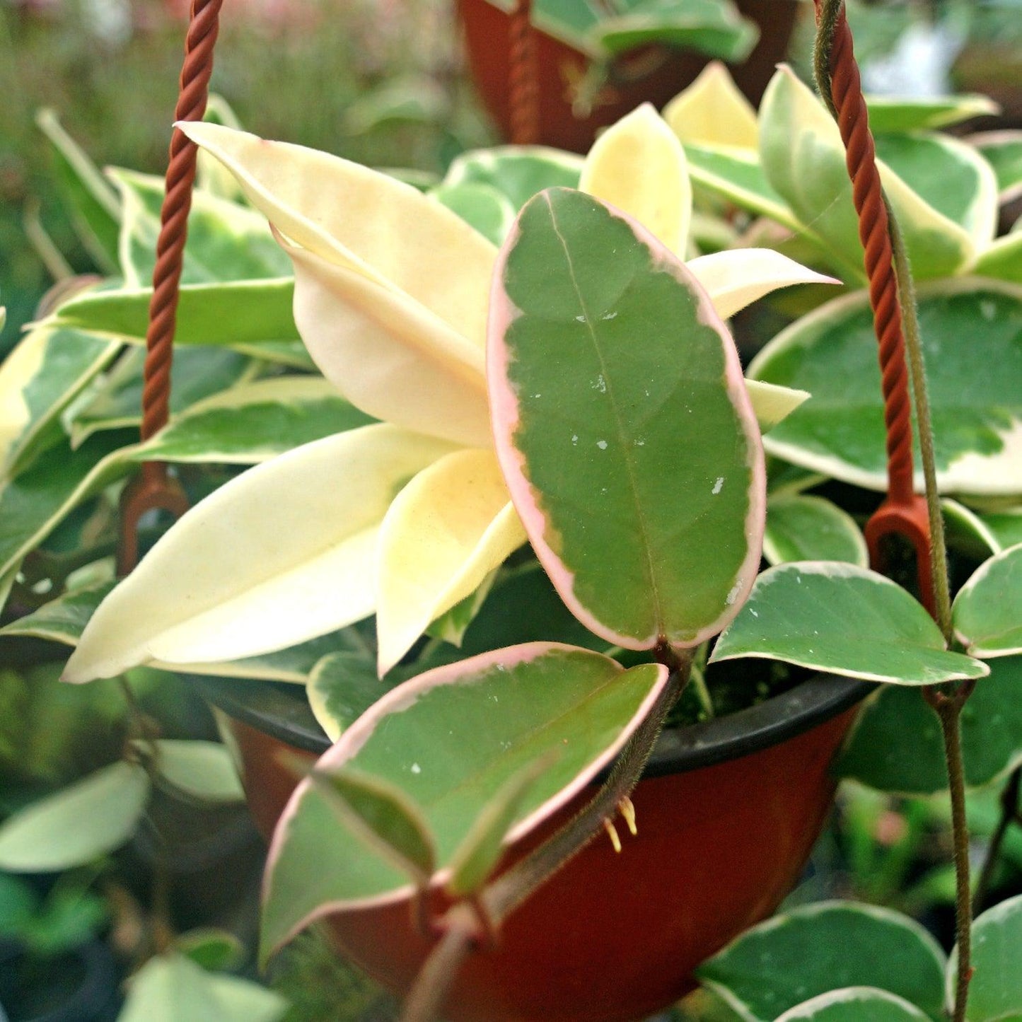 Hoya Krimson Queen - View 15 from www redcrocus com