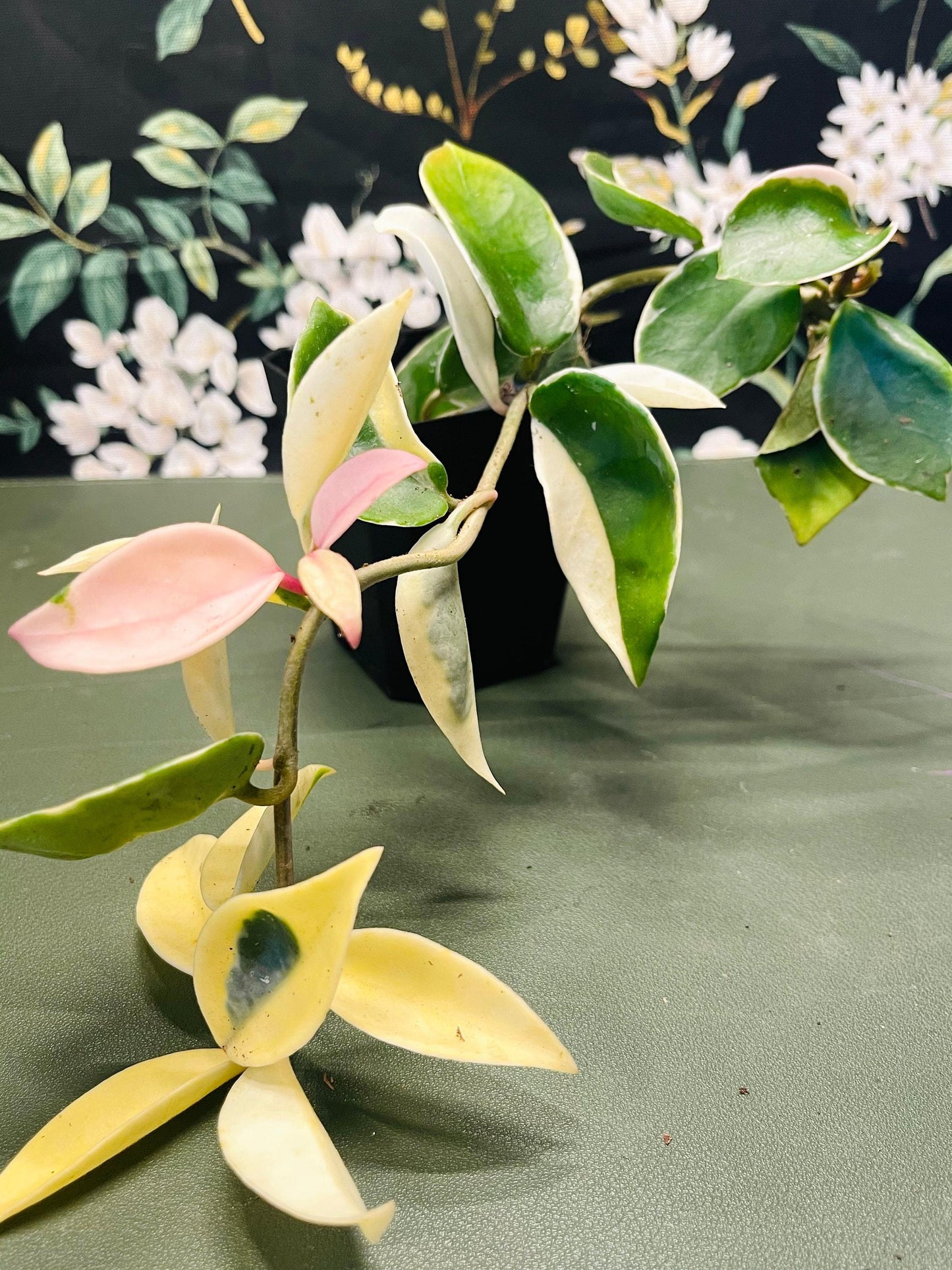 Hoya Krimson Queen - View 16 from www redcrocus com