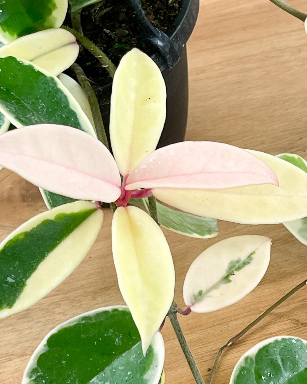 Hoya Krimson Queen - View 18 from www redcrocus com