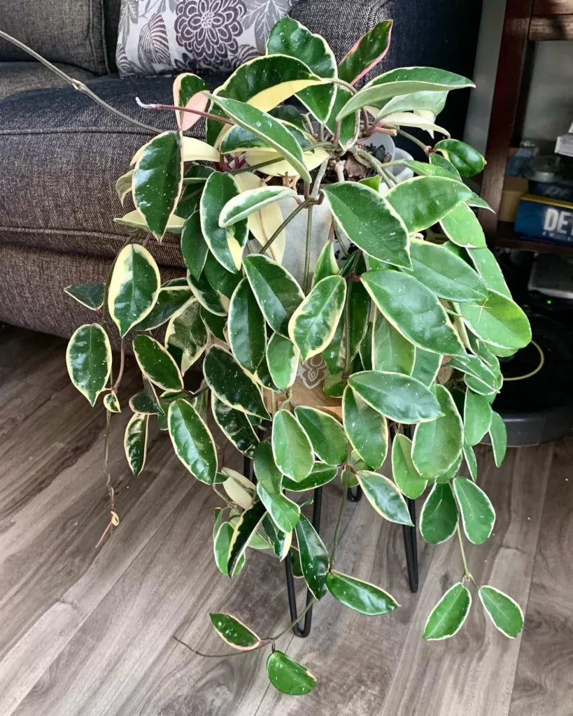 Hoya Krimson Queen - View 18 from www redcrocus com