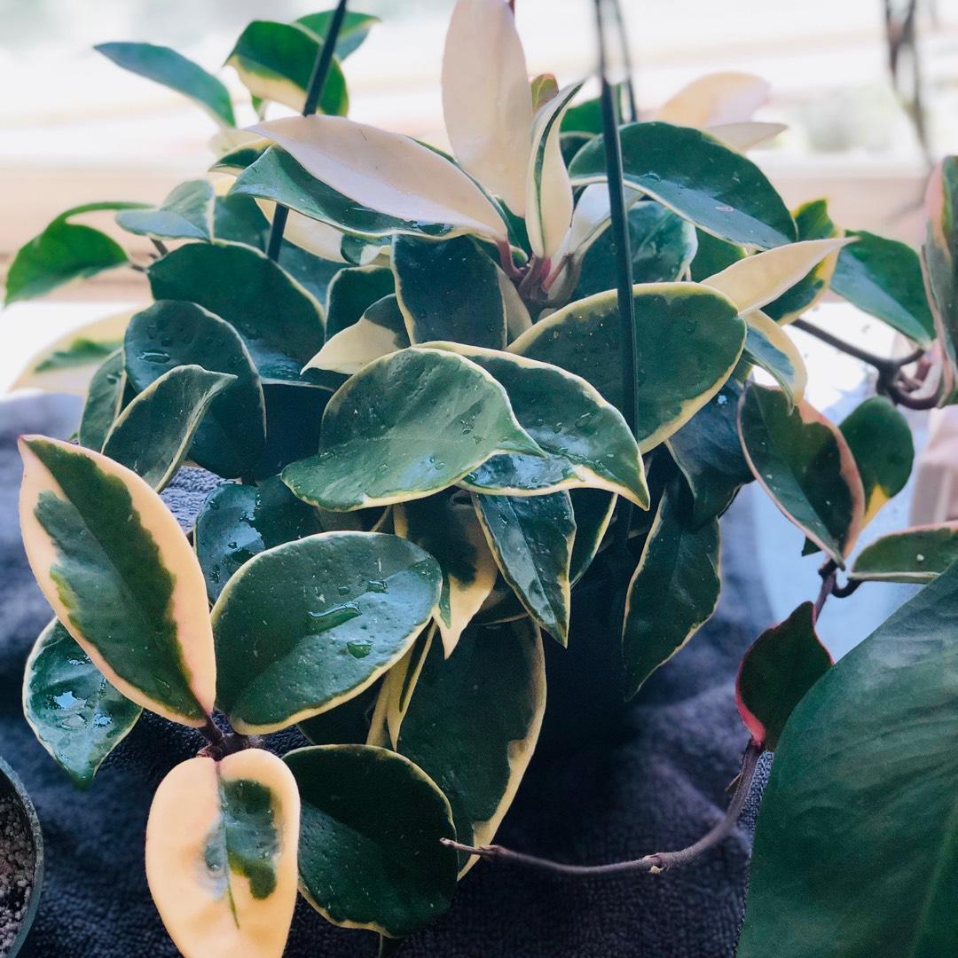 Hoya Krimson Queen - View 6 from www redcrocus com