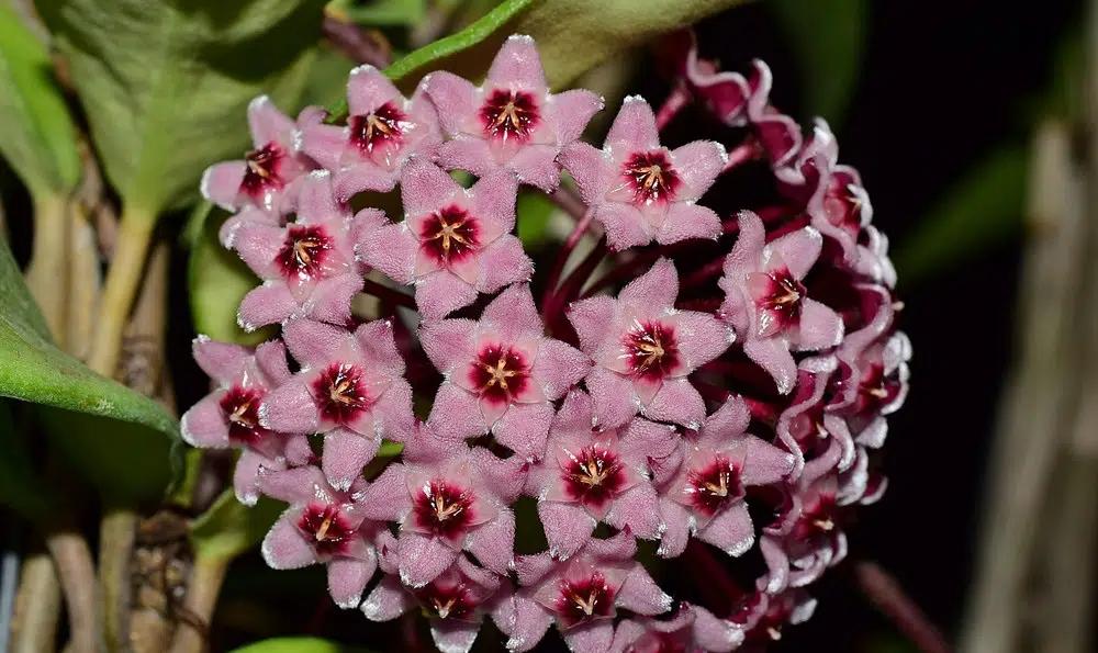 Hoya Krimson Queen - View 7 from www redcrocus com