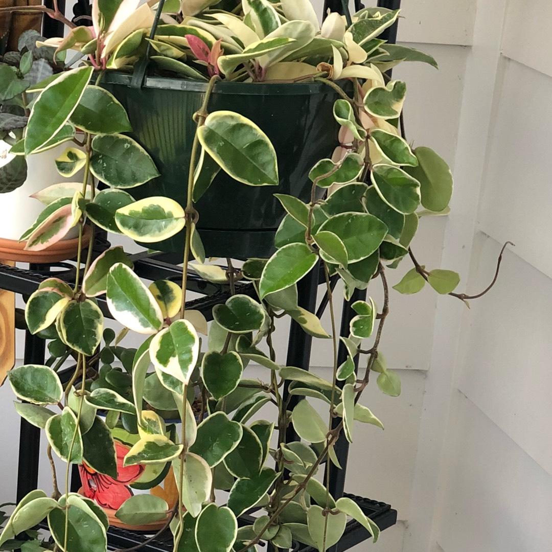 Hoya Krimson Queen - View 8 from www redcrocus com