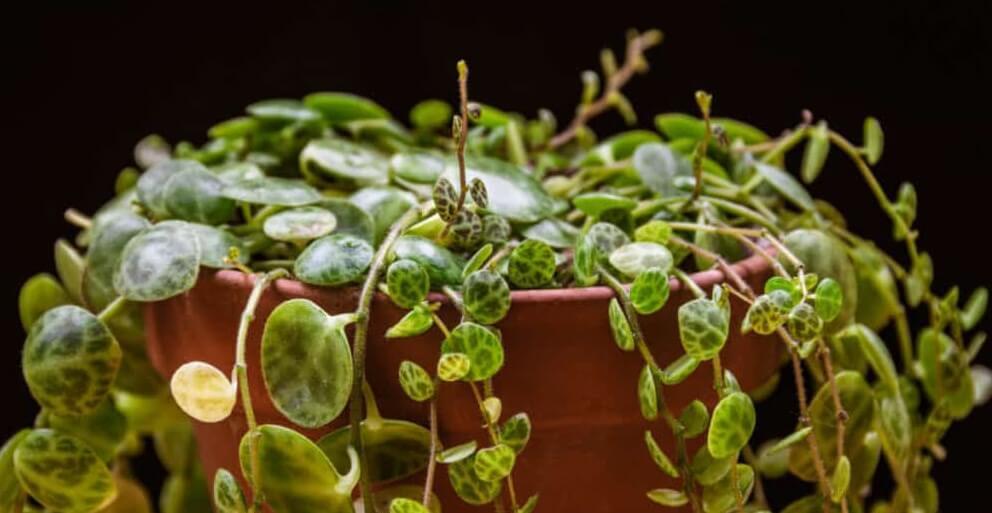 Succulent, 'string Of Turtles' - View 16 from www redcrocus com