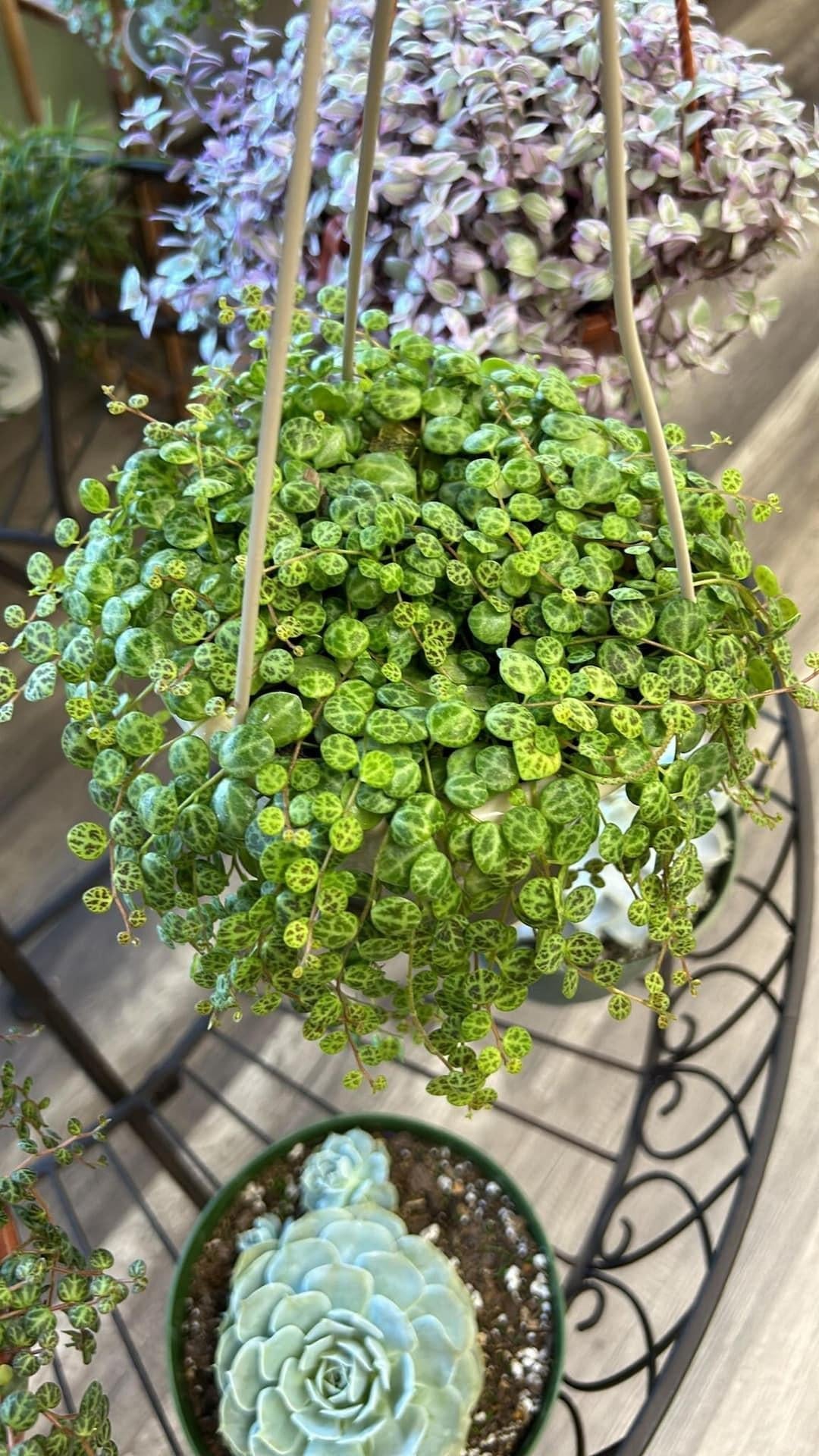 Succulent, 'string Of Turtles' - View 4 from www redcrocus com