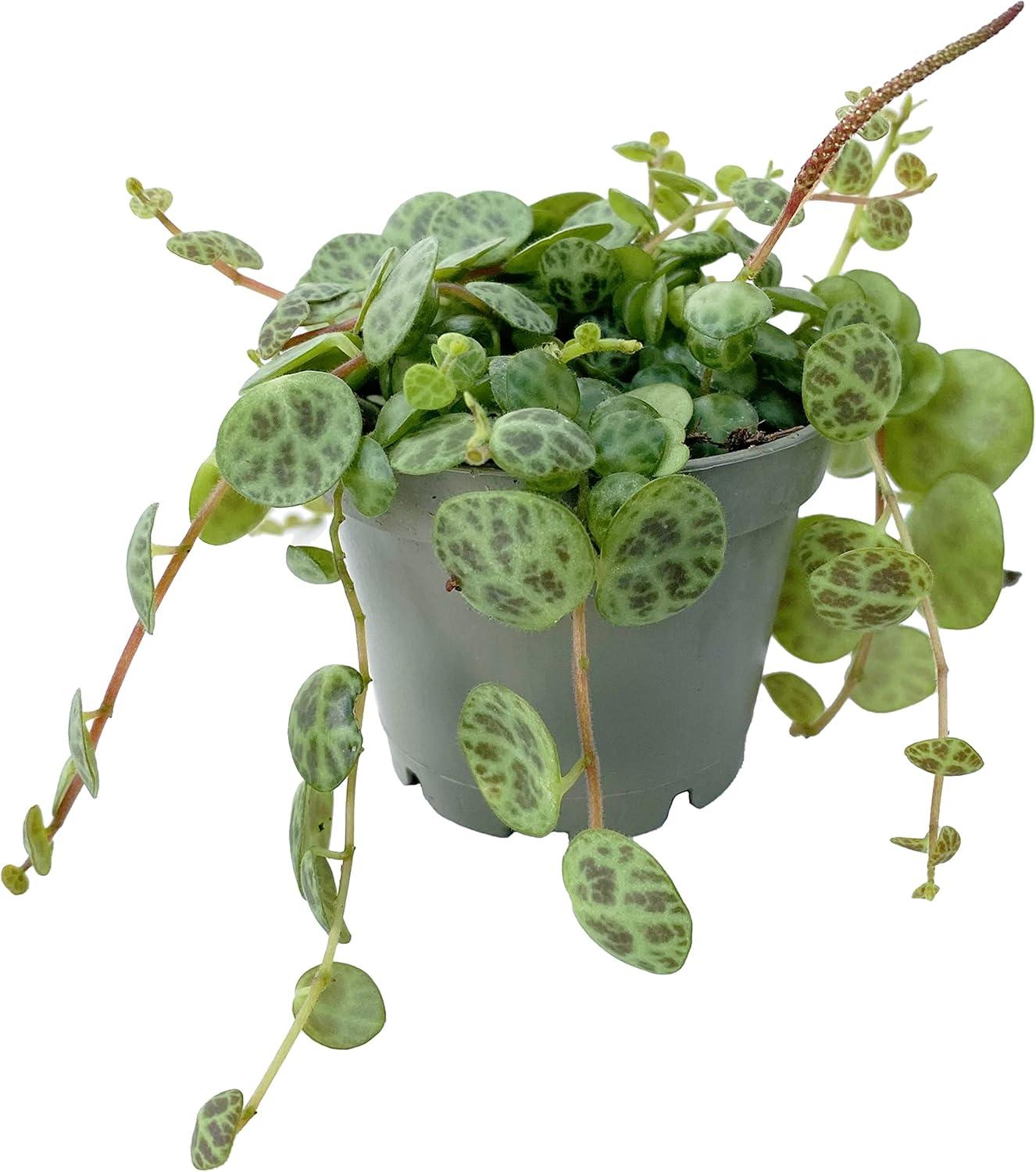 Succulent String Of Turtles - View 10 from www redcrocus com