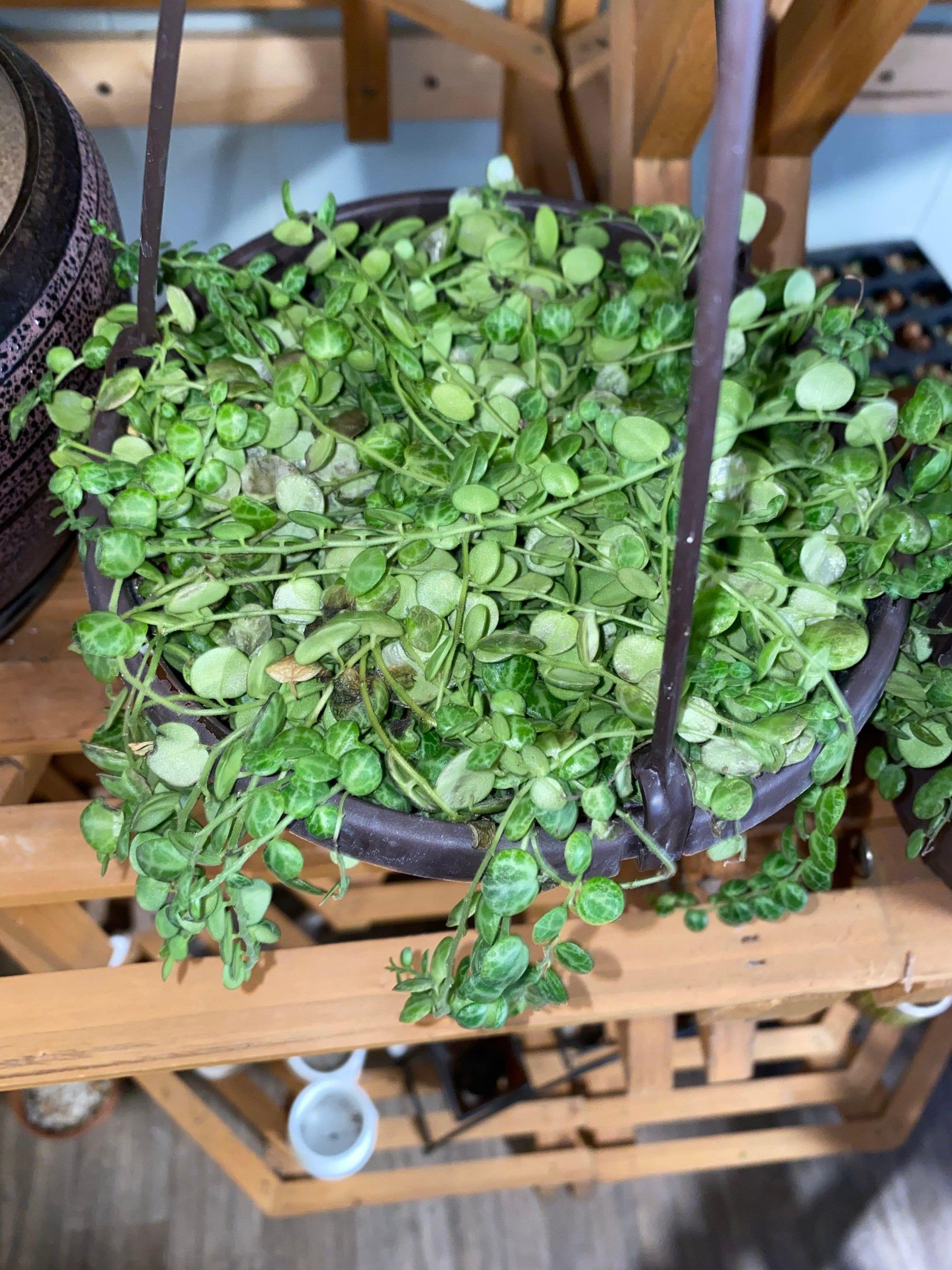 Succulent String Of Turtles - View 13 from www redcrocus com