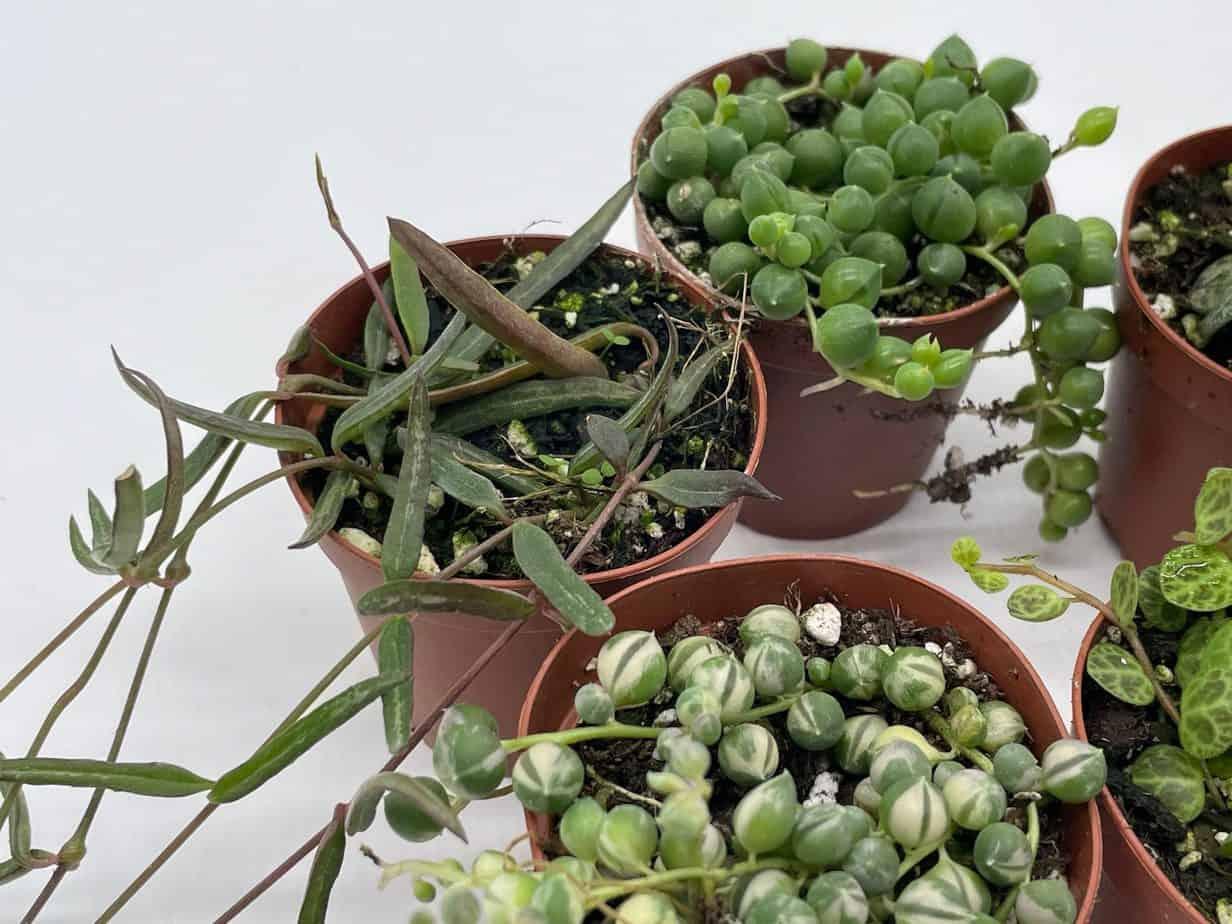 Succulent String Of Turtles - View 18 from www redcrocus com