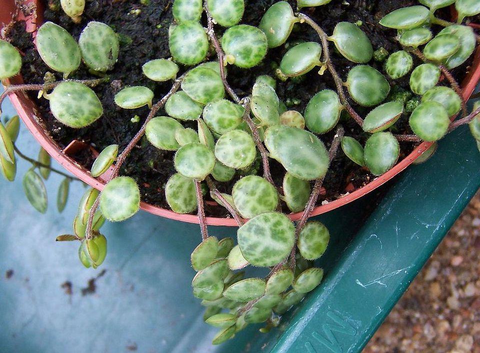 Succulent String Of Turtles - View 8 from www redcrocus com