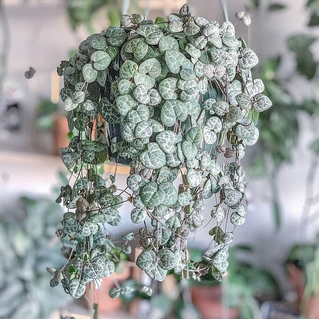 Succulent String Of Hearts - View 11 from www redcrocus com