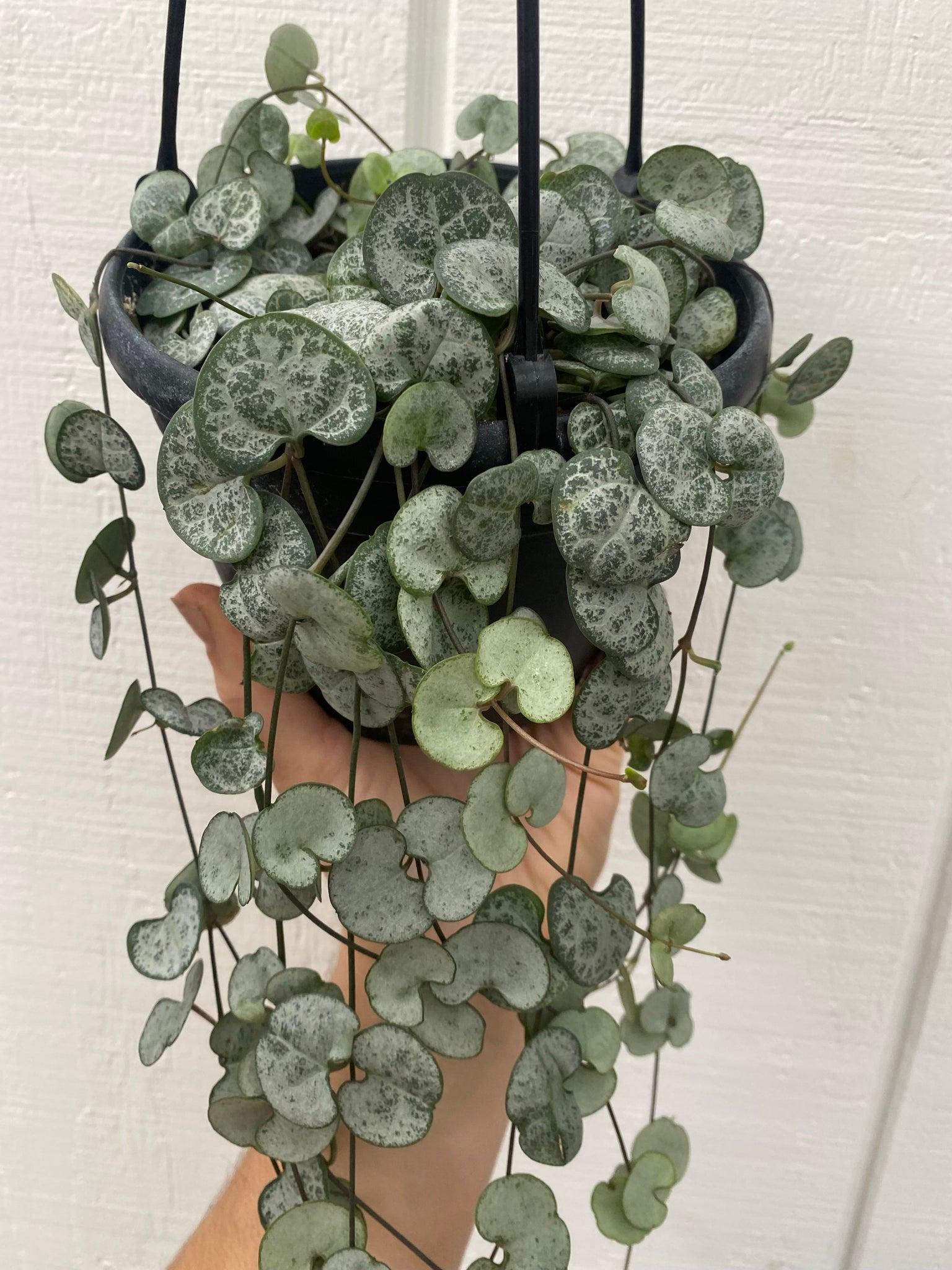 Succulent String Of Hearts - View 12 from www redcrocus com
