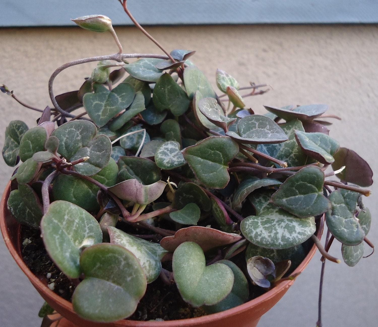 Succulent String Of Hearts - View 13 from www redcrocus com