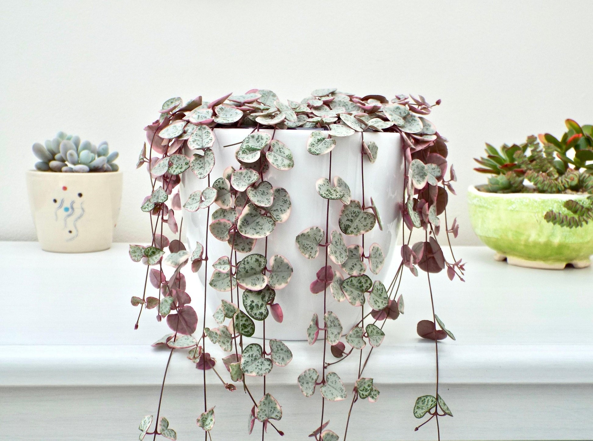Succulent String Of Hearts - View 14 from www redcrocus com