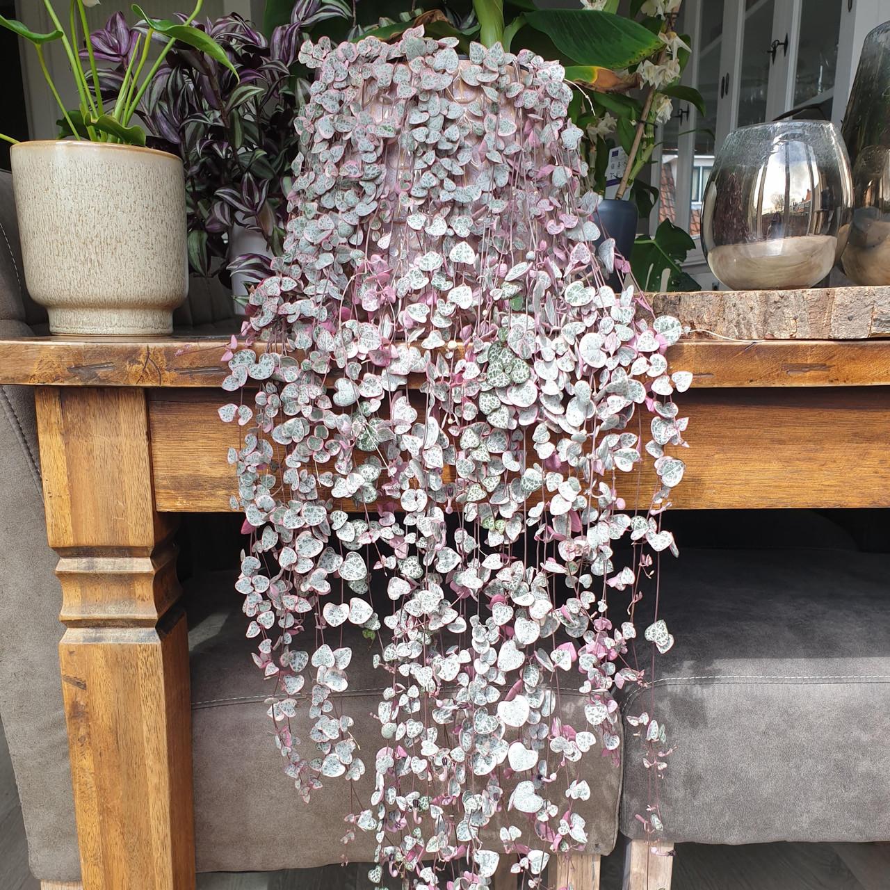 Succulent String Of Hearts - View 15 from www redcrocus com