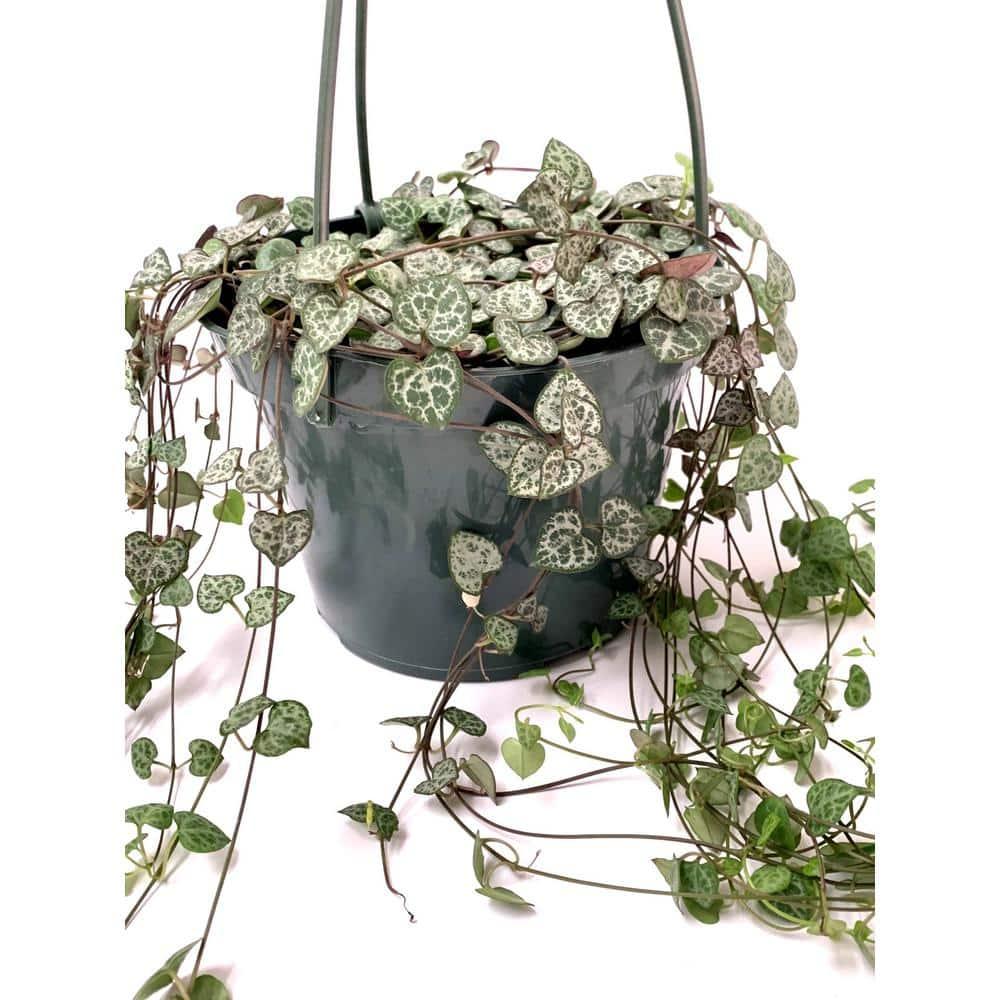 Succulent String Of Hearts - View 16 from www redcrocus com